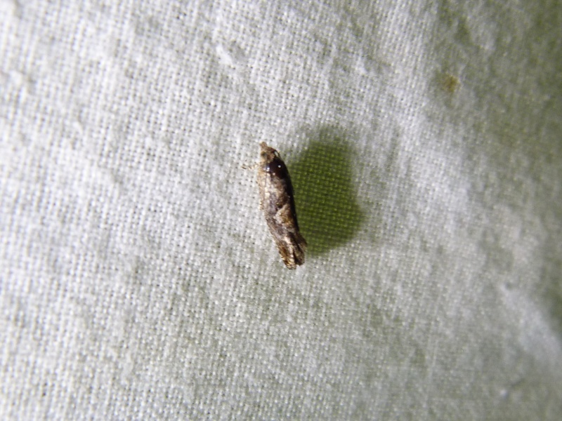 EPINOTIA - [Leucodonta bicoloria, Epinotia bilunana, Alabonia geoffrella, Ditula angustiorana] Micros + Leucodonta bicoloria du 26 mai; 1-1_710