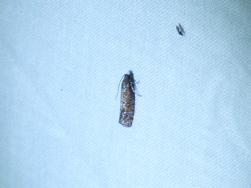 eupithecia - [Eupithecia tripunctaria, Eudonia angustea] 7 mai; 114