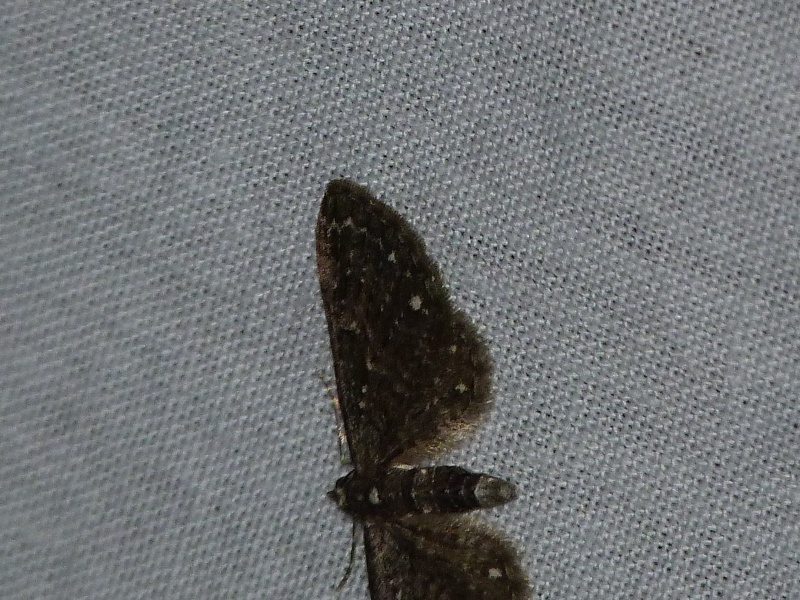 [Eupithecia tripunctaria, Eudonia angustea] 7 mai; 1_211