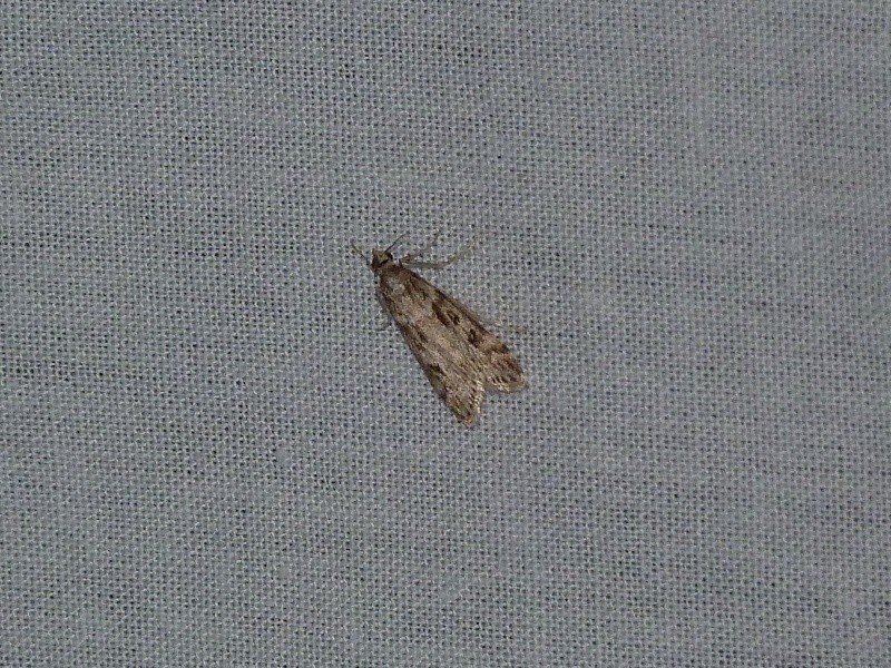 [Eupithecia tripunctaria, Eudonia angustea] 7 mai; 1_311