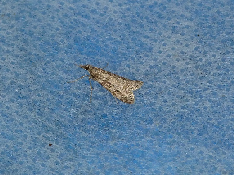 eupithecia - [Eupithecia tripunctaria, Eudonia angustea] 7 mai; 1_411
