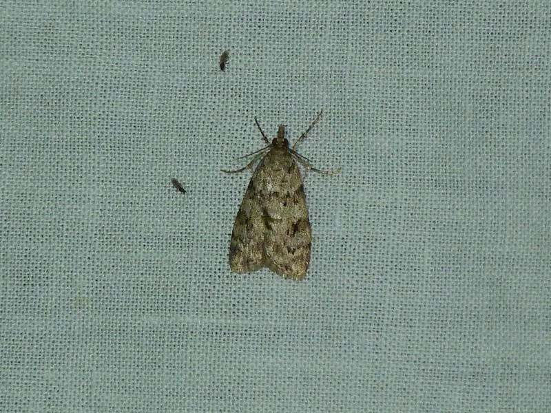 [Eupithecia tripunctaria, Eudonia angustea] 7 mai; 1_610