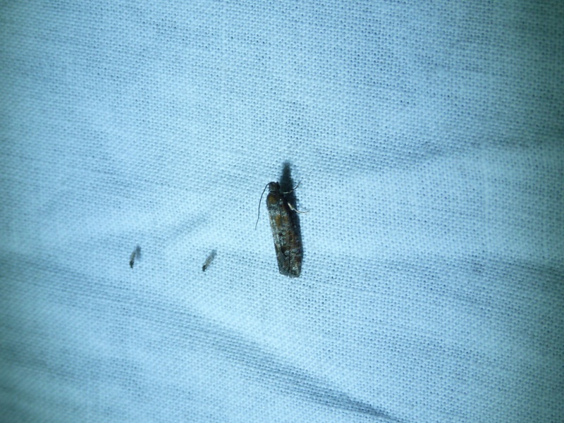 eupithecia - [Eupithecia tripunctaria, Eudonia angustea] 7 mai; 1_710