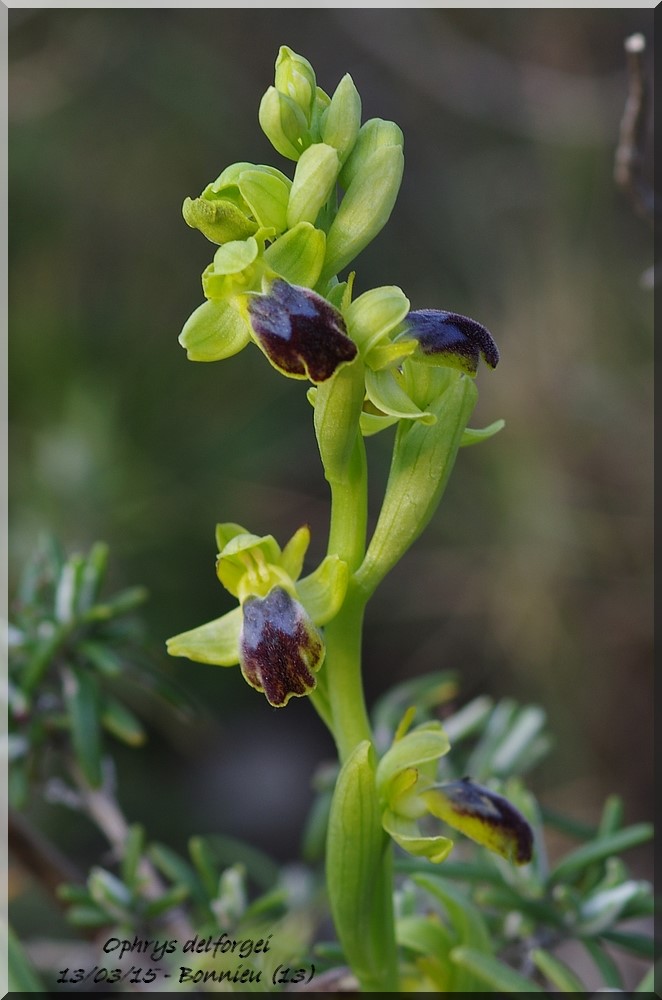 Ophrys (Pseudophrys) delforgei Imgp3915