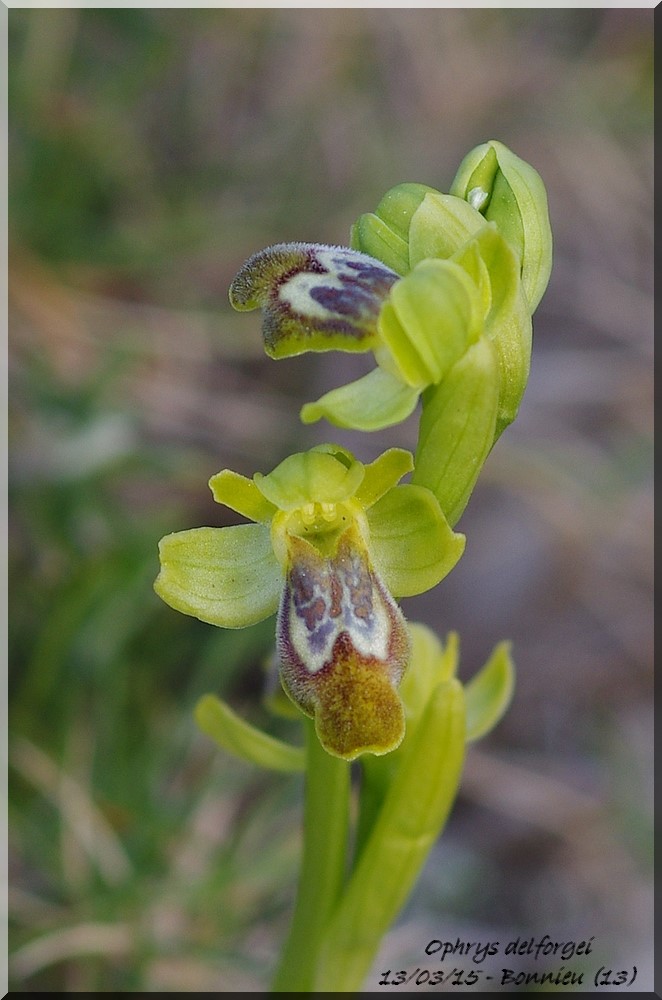 Ophrys (Pseudophrys) delforgei Imgp3916