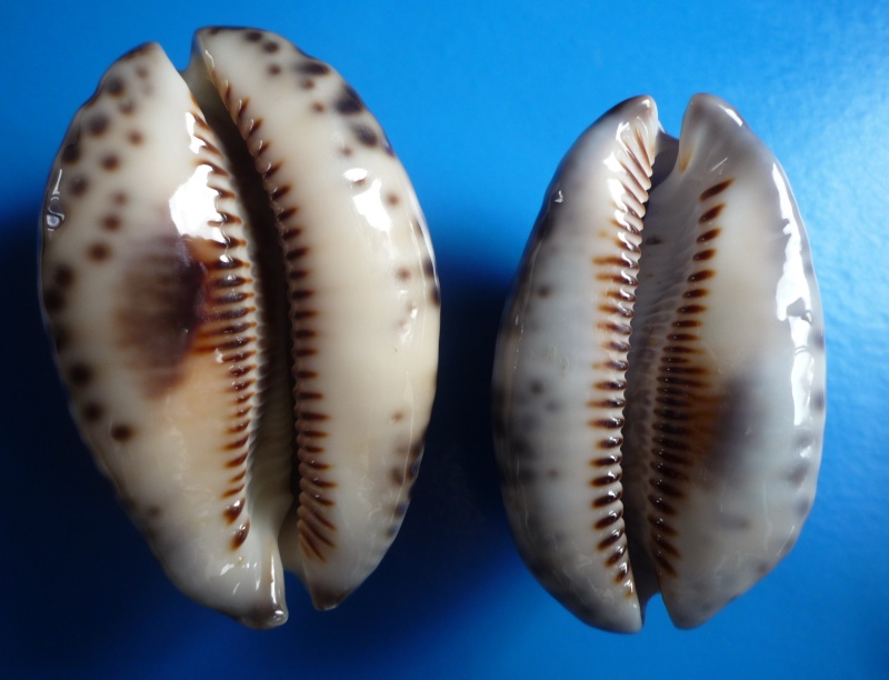 Mauritia arabica arabica - (Linnaeus, 1758) - "Néo calédonienne" avec tache ! Cyp_ma10
