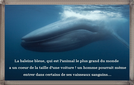 La baleine bleue Balein10