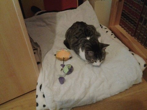 Fluffy / Gollum, 3 mois, petit bicolore - Page 3 14513111