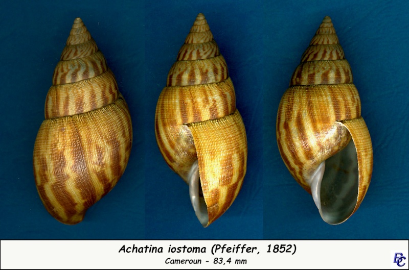 Achatina iostoma L. Pfeiffer, 1854 Achati10