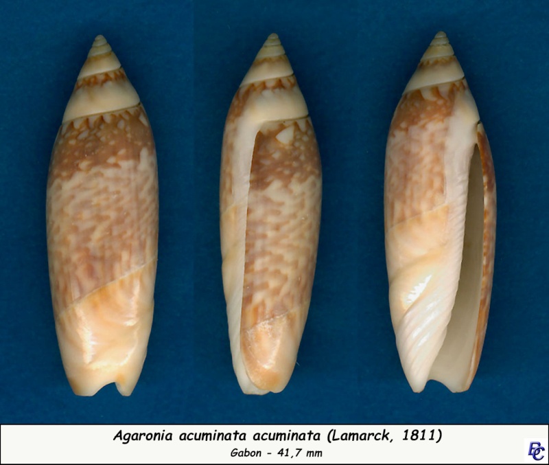 Agaronia acuminata (Lamarck, 1811) Acumin10