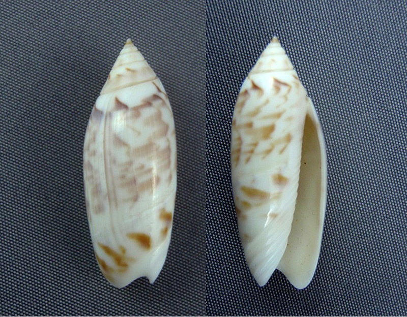 Agaronia acuminata boavistensis (Burney & Conceicao, 1886) Agaron10