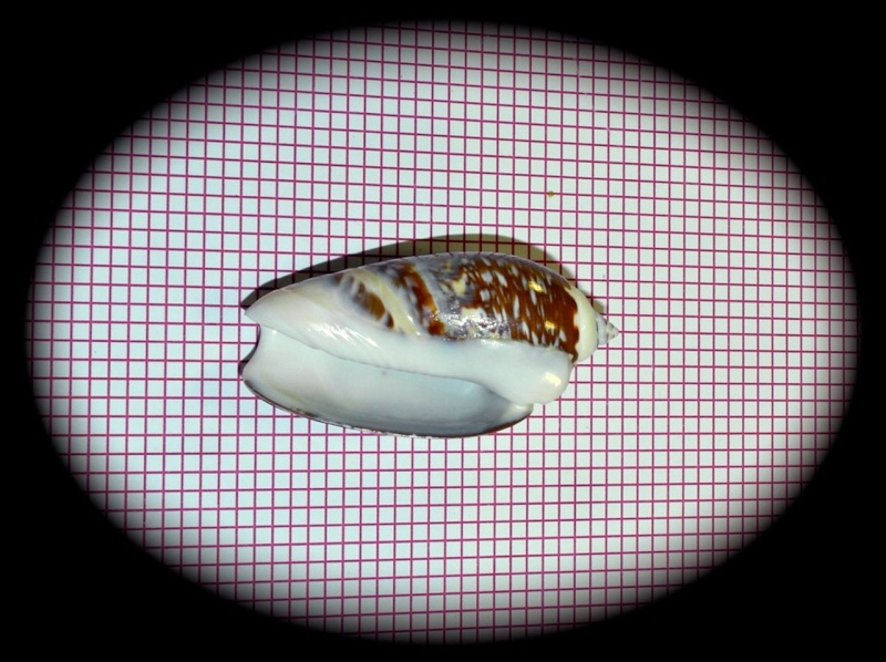 Agaronia gibbosa (Born, 1778) Agaron12
