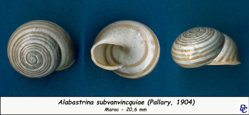 Alabastrina subvanvincquiae (Pallary, 1904) Alabas10