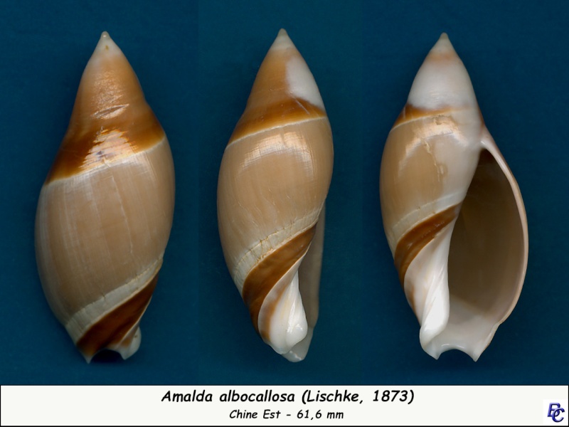 Amalda albocallosa (Lischke, 1873) Alboca11