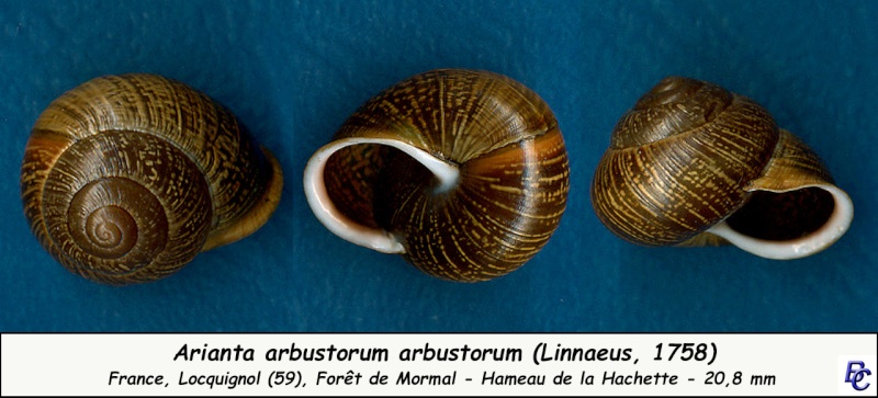 Arianta arbustorum arbustorum (Linnæus, 1758) - Page 2 Ariant10