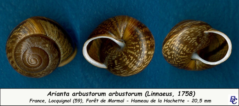 Arianta arbustorum arbustorum (Linnæus, 1758) - Page 2 Ariant11