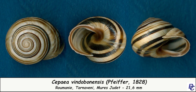 Caucasotachea vindobonensis (Pfeiffer, 1828) Cepaea10