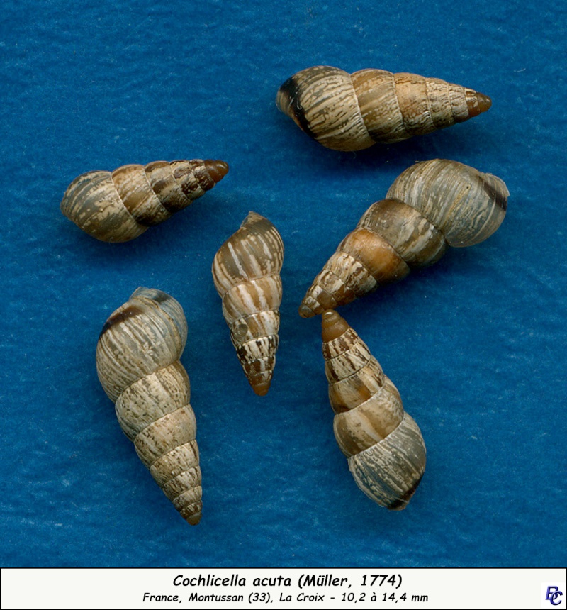 Cochlicella acuta (Müller, 1774) Cochli10