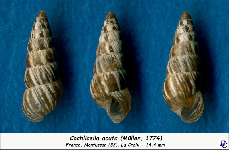 Cochlicella acuta (Müller, 1774) Cochli11