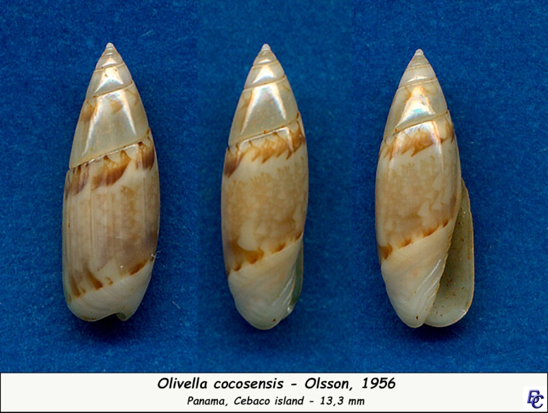Olivella cocosensis - Olsson, 1956 Cocose10