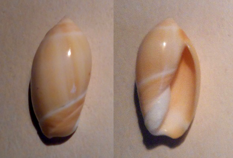 Ancilla albisulcata (G. B. Sowerby I, 1830) Dscn0315