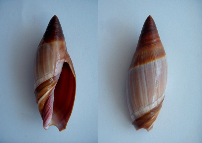 Amalda similis (G. B. Sowerby II, 1859) Dscn1010