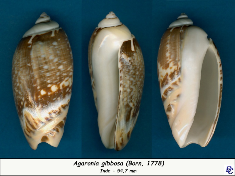 Agaronia gibbosa (Born, 1778) Gibbos10
