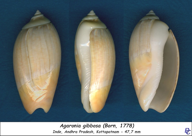 Agaronia gibbosa (Born, 1778) - Page 3 Gibbos14