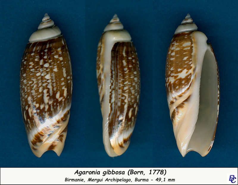 Agaronia gibbosa (Born, 1778) - Page 3 Gibbos15