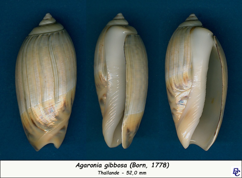 Agaronia gibbosa (Born, 1778) - Page 3 Gibbos17