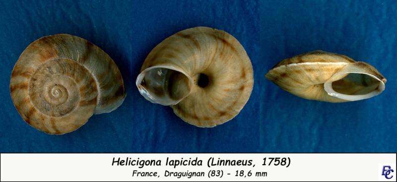 Helicigona lapicida (Linnaeus, 1758) - Page 2 Helici10