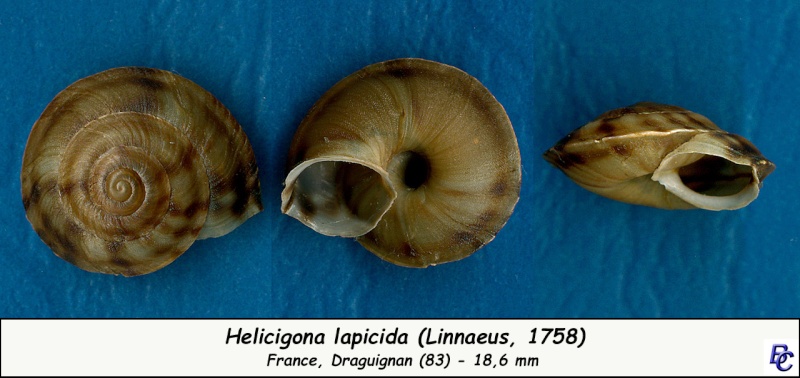 Helicigona lapicida (Linnaeus, 1758) - Page 2 Helici11