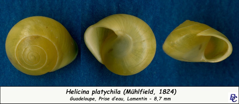 Helicina platychila (Mühlfeld, 1824) Helici15