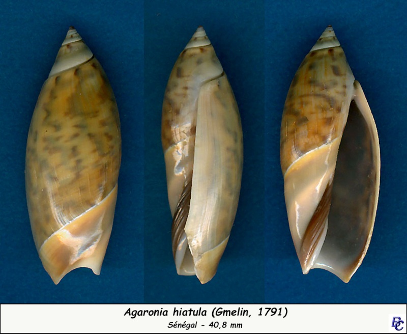 Agaronia hiatula (Gmelin, 1791) Hiatul10