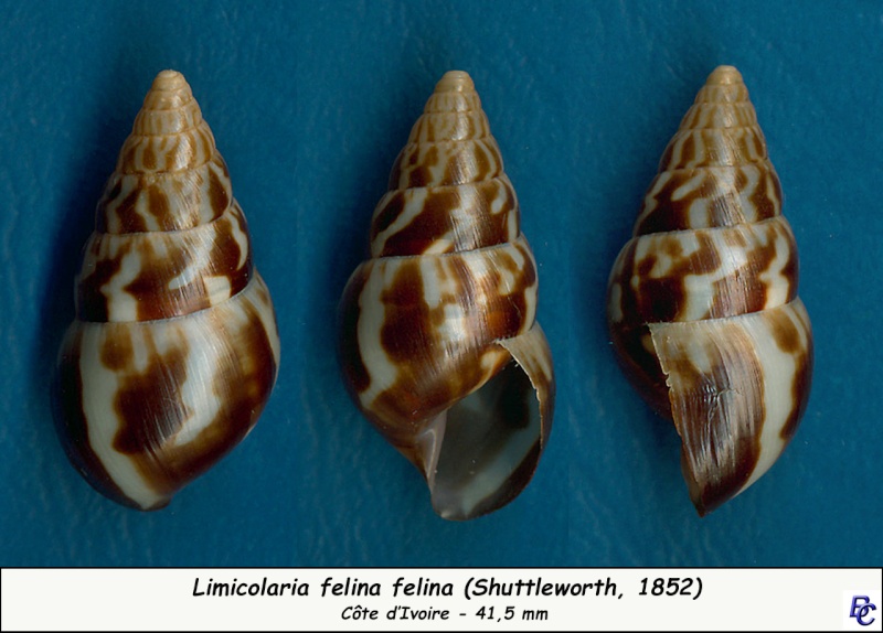 Limicolaria felina Shuttleworth, 1852 - Page 3 Limico11