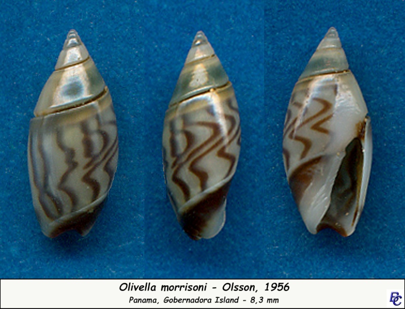 Olivella morrisoni Olsson, 1956 ou Olivella (Niteoliva) morrisoni Olsson, 1956 Morris10