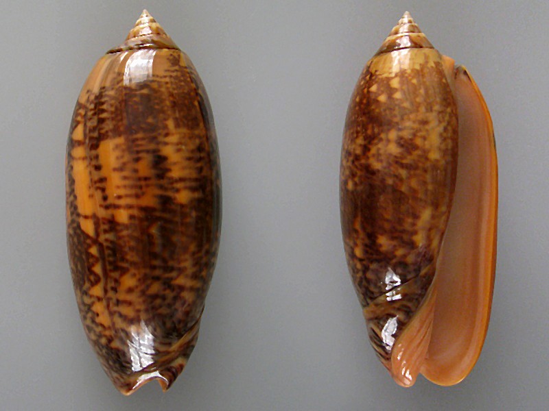 Miniaceoliva tremulina flammeacolor (Petuch & Sargent, 1986) - Worms = Miniaceoliva flammeacolor (Petuch & Sargent, 1986) Oliva_10