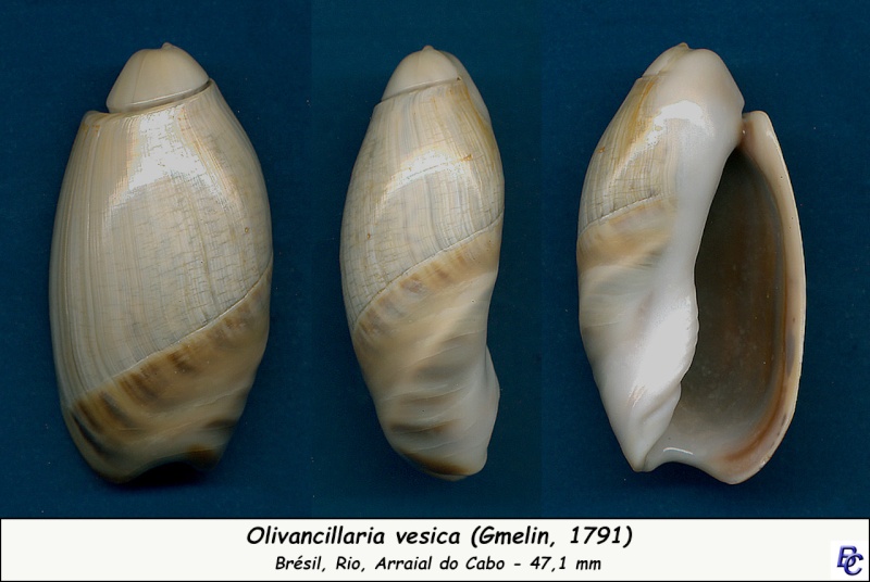 Olivancillaria vesica (Gmelin, 1791) Olivan12