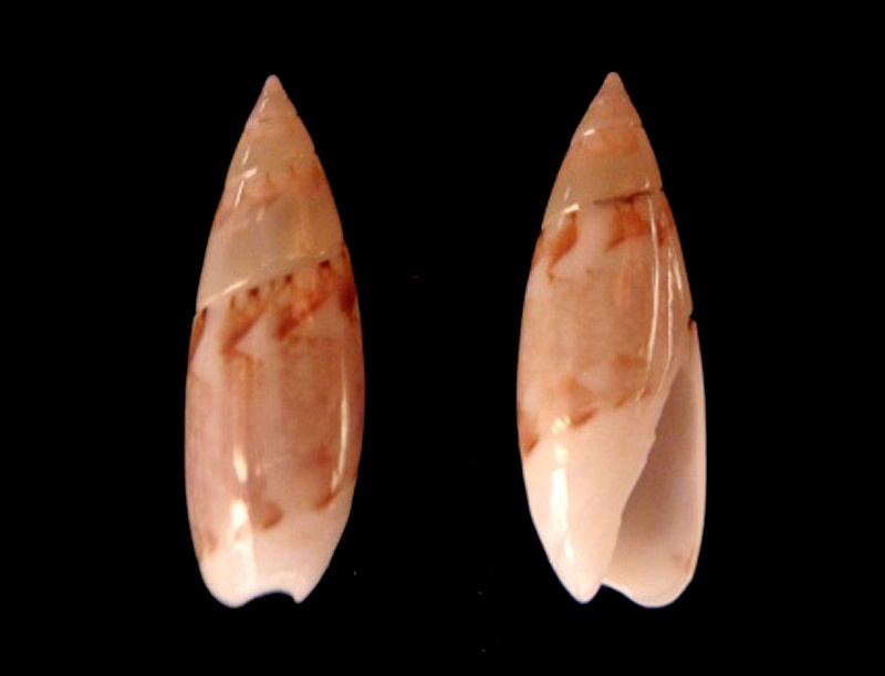 Olivella cocosensis - Olsson, 1956 Olivel12