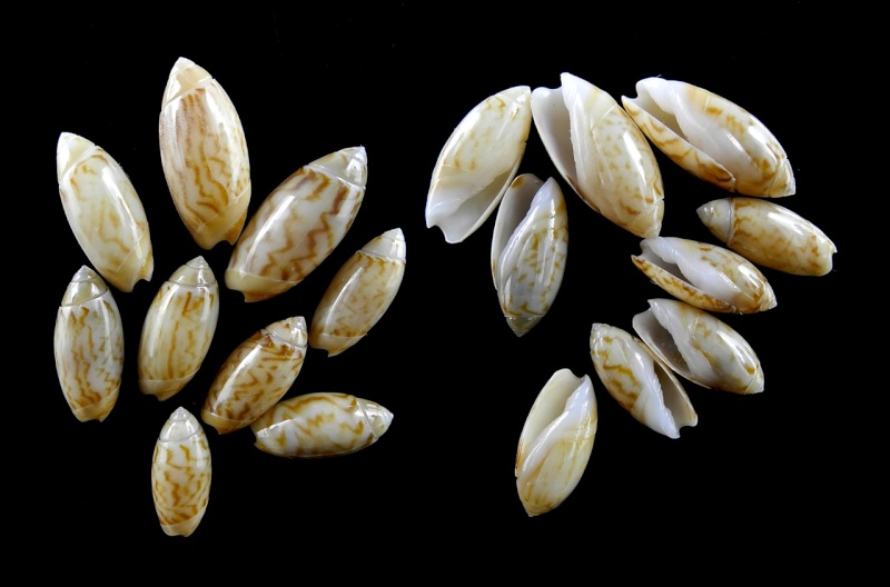 Olivella rotunda Dall, 1889 Olivel17