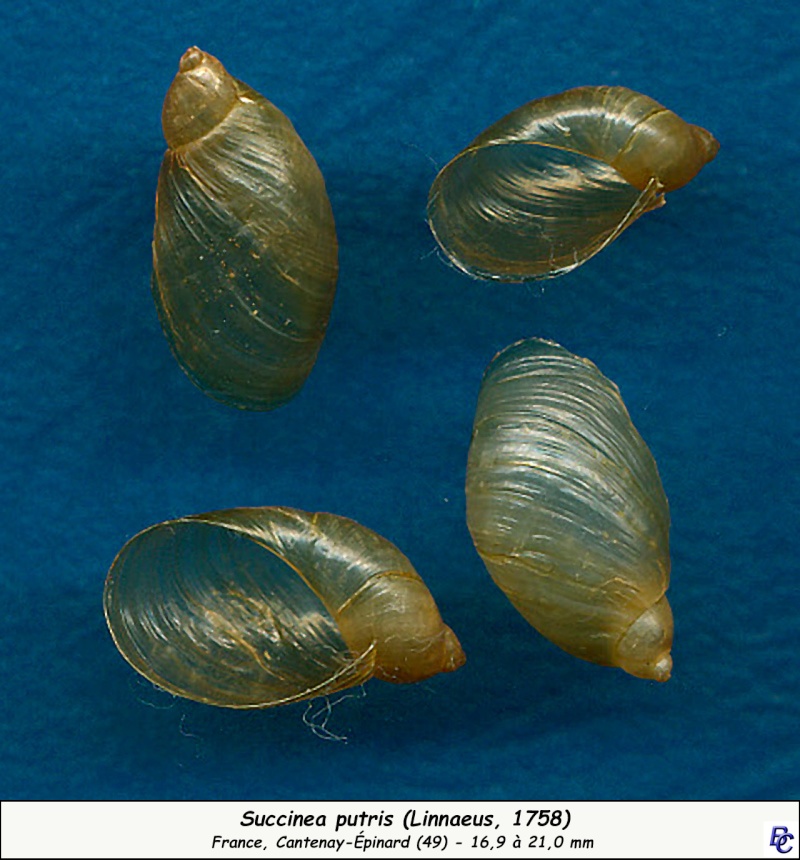 Succinea putris (Linnaeus, 1758)  Succin10