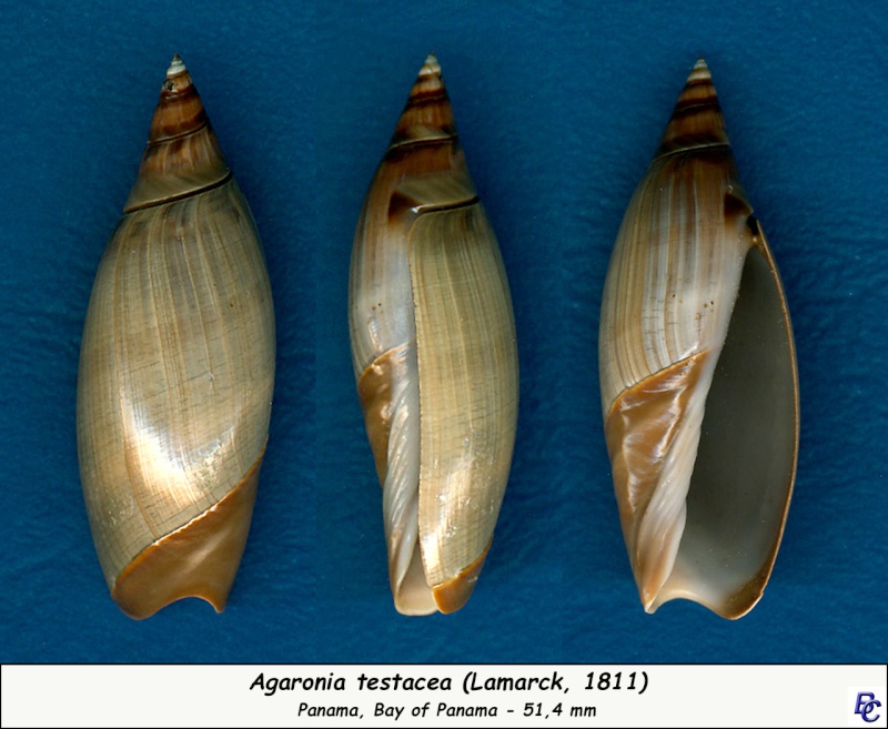 Agaronia testacea (Lamarck, 1811) Testac10