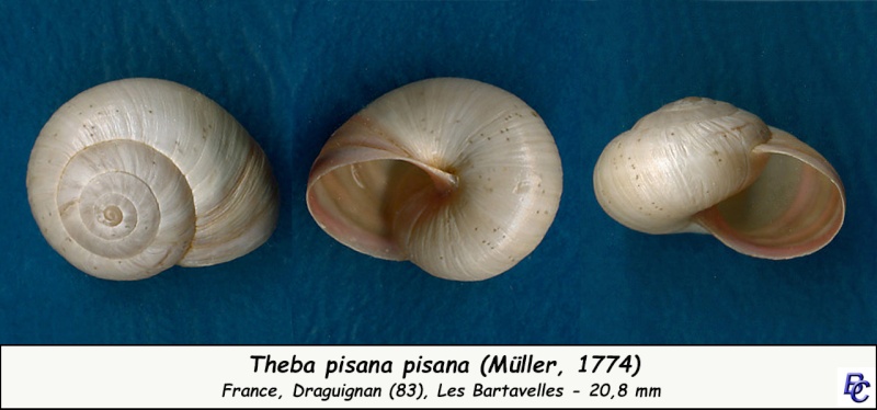 Theba pisana (Müller, 1774) - Page 3 Theba_10