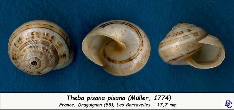 Theba pisana (Müller, 1774) Theba_11