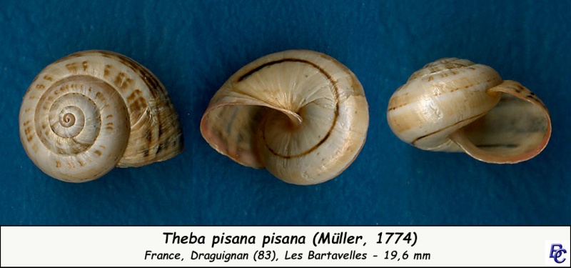 Theba pisana (Müller, 1774) Theba_12