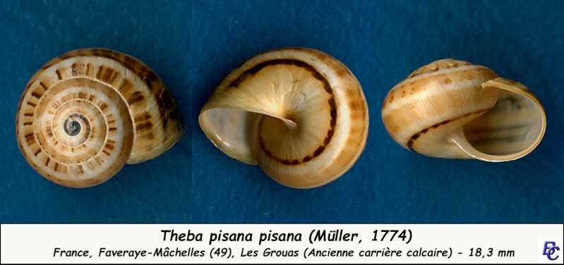 Theba pisana (Müller, 1774) Theba_13