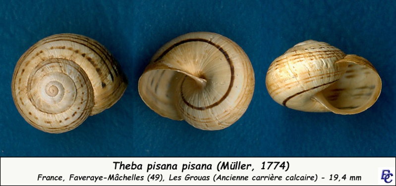 Theba pisana (Müller, 1774) Theba_15