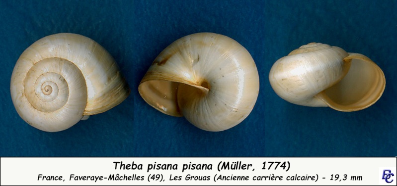 Theba pisana (Müller, 1774) Theba_17