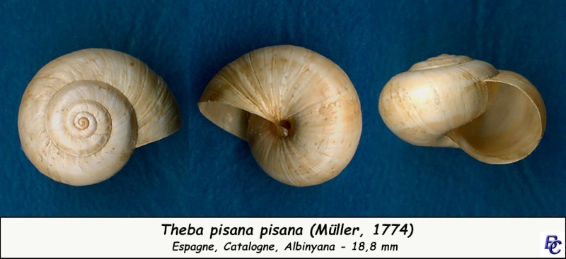 Theba pisana (Müller, 1774) - Page 4 Theba_23