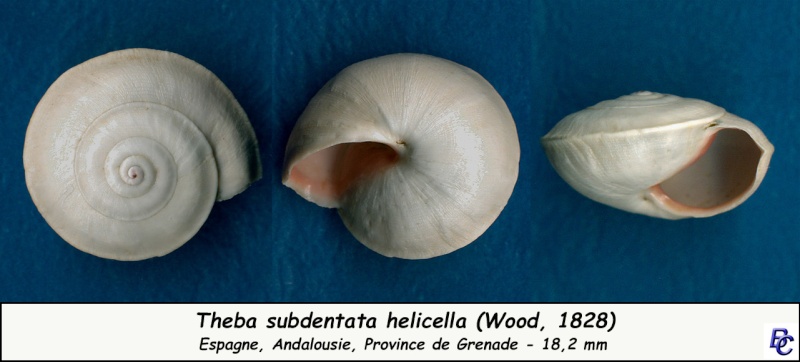 Theba subdentata helicella (Wood, 1828) Theba_24